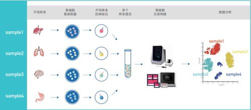 單細(xì)胞混樣測(cè)序價(jià)格與品牌分析——丁香通官網(wǎng)網(wǎng)絡(luò)技術(shù)服務(wù)指南